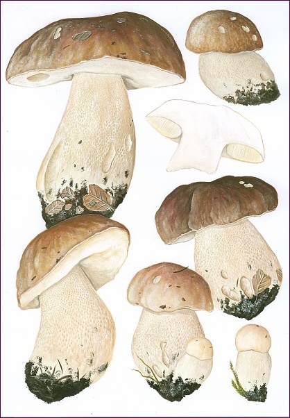 hríb smrekový Boletus edulis Bull.