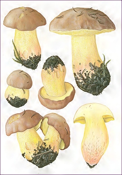 hríb horský Butyriboletus subappendiculatus (Dermek, Lazebn. & J. Veselský) D. Arora & J.L. Frank