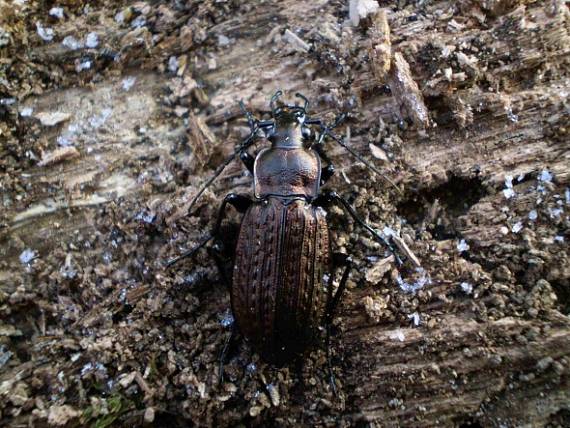 bystruška zrnitá Carabus granulatus