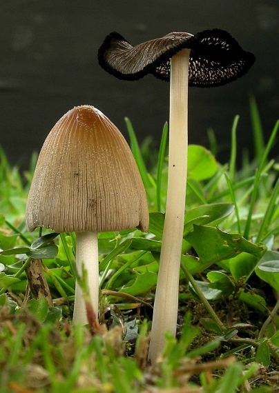 hnojník Coprinus sp.