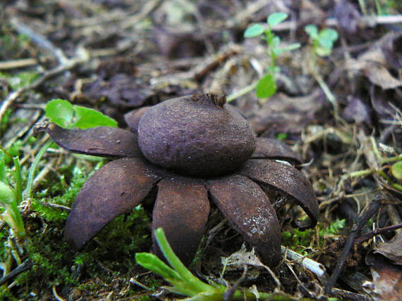 hviezdovka bradavičnatá Geastrum corollinum (Batsch) Hollós