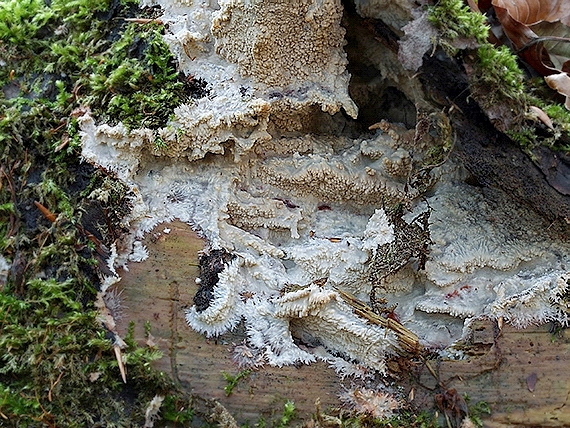 žilnačka pralesná Phlebia centrifuga P. Karst.