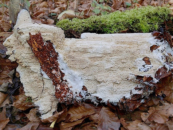 žilnačka pralesná Phlebia centrifuga P. Karst.