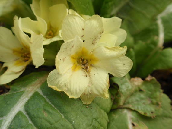 prvosienka bezbyľová Primula acaulis (L.) L.