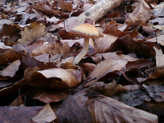 drobuľka Psathyrella sp.