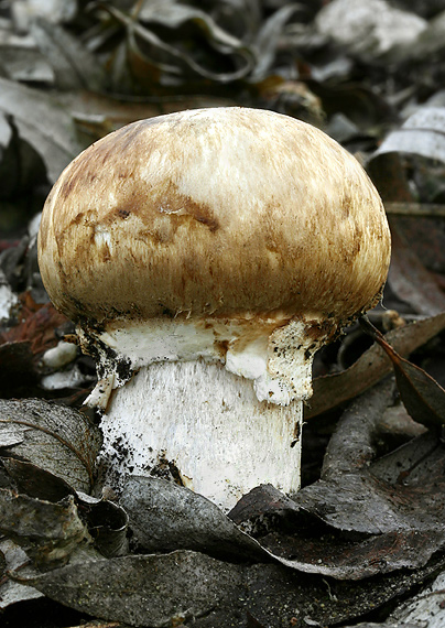 pečiarka humnová Agaricus vaporarius