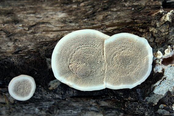 sivopórovka tmavá Bjerkandera adusta (Willd.) P. Karst.