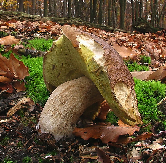 hríb smrekový Boletus edulis Bull.