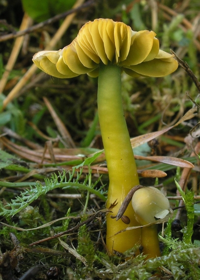 lúčnica žltozelená Gliophorus psittacinus (Schaeff.) Herink