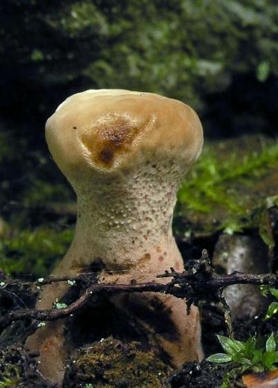 jelenkovka hrdzavohnedá Hydnellum ferrugineum (Fr.) P. Karst.