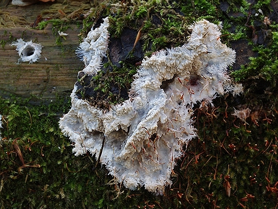 žilnačka pralesná Phlebia centrifuga P. Karst.