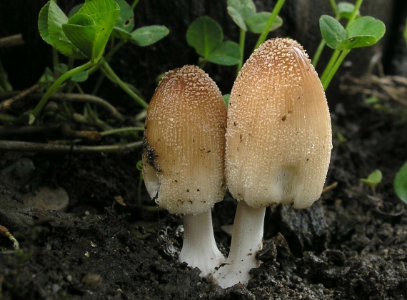 hnojník Coprinus sp.