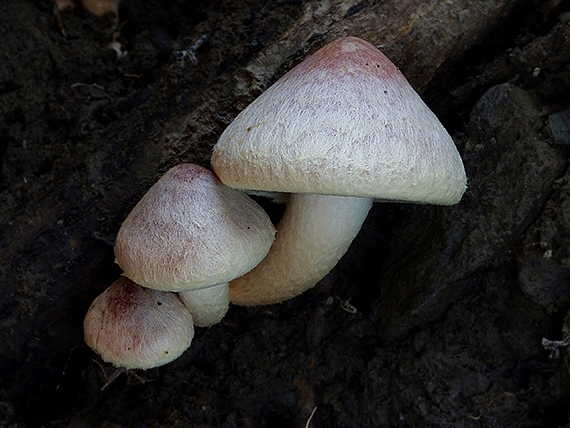 strapcovka tehlovočervená Hypholoma lateritium (Schaeff.) P. Kumm.