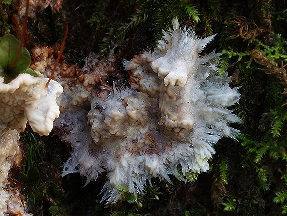 žilnačka pralesná Phlebia centrifuga P. Karst.