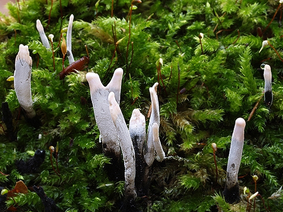 drevnatec parohatý Xylaria hypoxylon (L.) Grev.