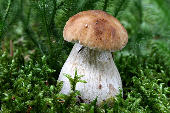 hríb smrekový Boletus edulis Bull.