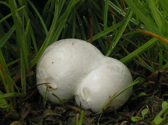 škárka kožovitá Mycenastrum corium (Guers.) Desv.