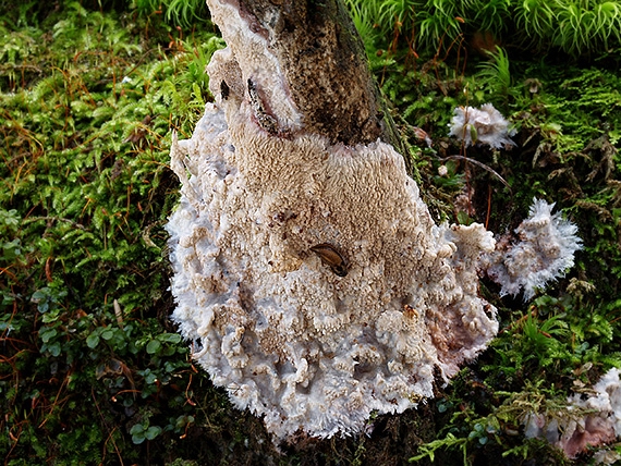 žilnačka pralesná Phlebia centrifuga P. Karst.