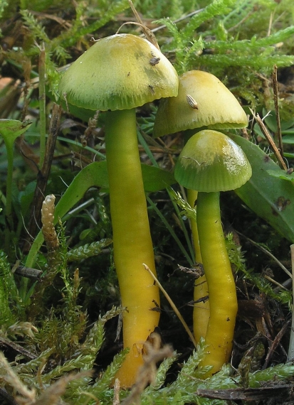 lúčnica žltozelená Gliophorus psittacinus (Schaeff.) Herink