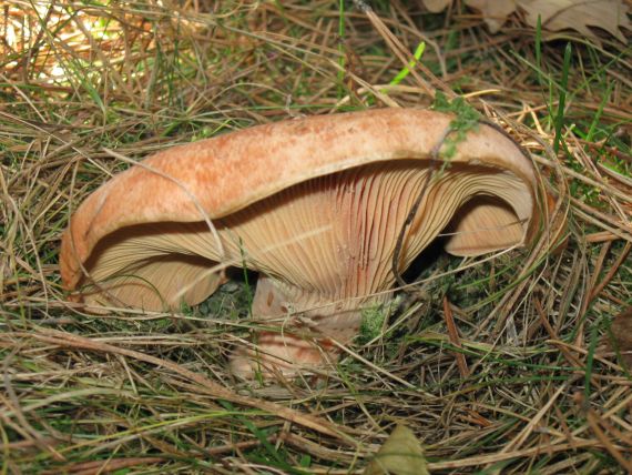 rýdzik pravý Lactarius deliciosus (L.) Gray