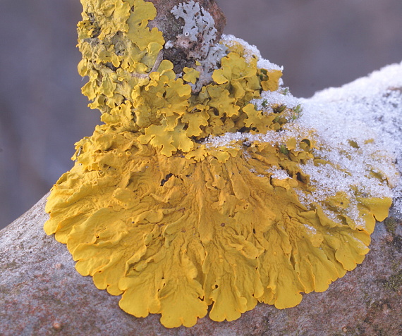 diskovník múrový Xanthoria parietina var. parietina