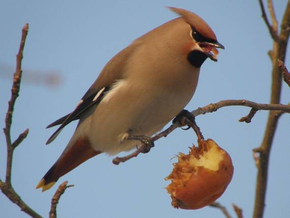 chochláč severský Bombycilla garrulus