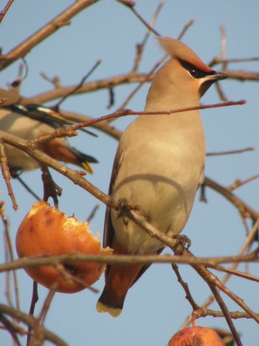 chochláč severský Bombycilla garrulus