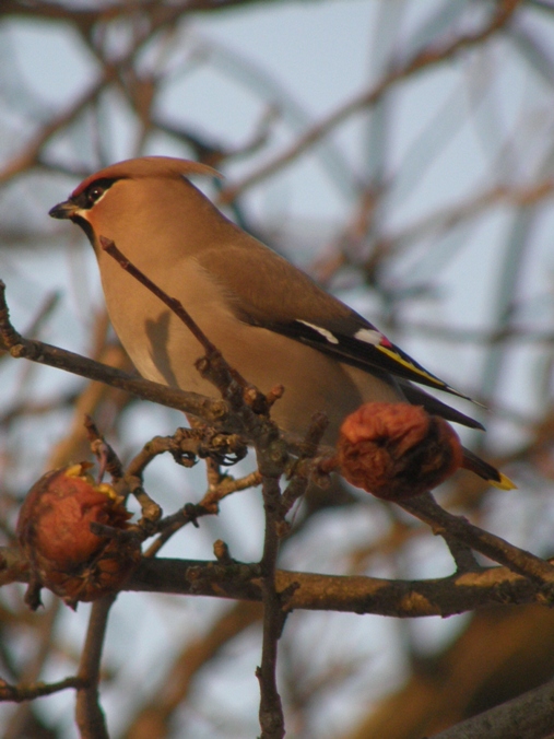 chochláč severský Bombycilla garrulus