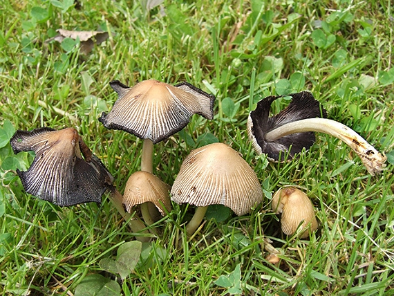 hnojník kmeňový Coprinellus truncorum (Scop.) Redhead, Vilgalys & Moncalvo