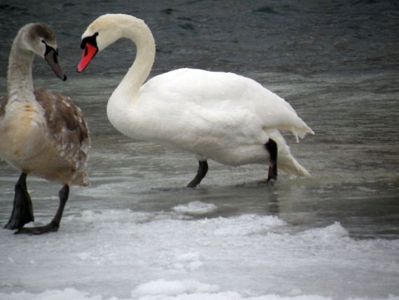 labuť hrbozobá Cygnus olor