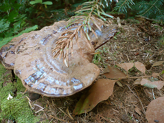 lesklokôrovka obyčajná Ganoderma lucidum (Curtis) P. Karst.