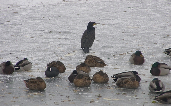 kormorán velký - Kachna divoká-Lyska černá  Phalacrocorax carbo - Anas platyrhynchos -Fulica atra