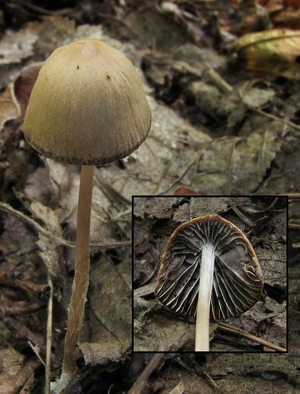 drobuľka koreňujúca Psathyrella longicauda P. Karst.