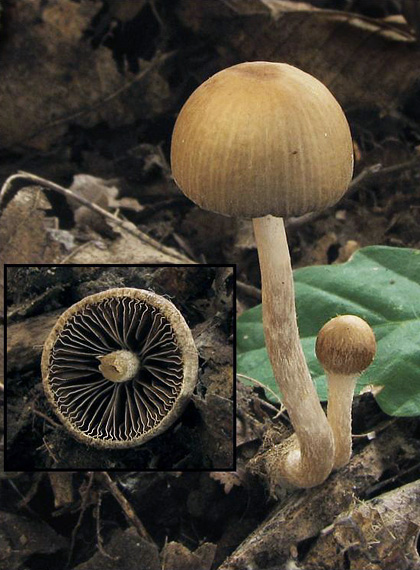 drobuľka tupá Psathyrella obtusata (Pers.) A.H. Sm.