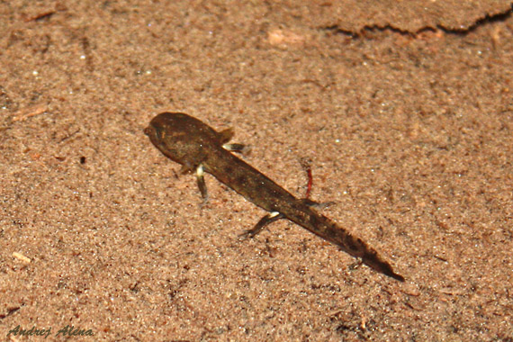 salamandra škvrnitá Salamandra salamandra