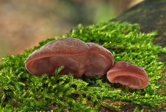 uchovec bazový Auricularia auricula-judae (Bull.) Quél.