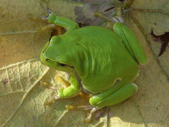 rosnička zelená Hyla arborea