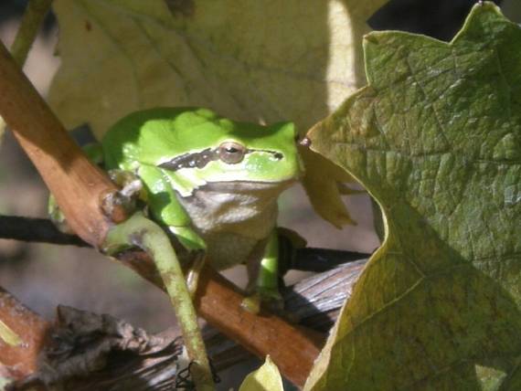 rosnička zelená Hyla arborea