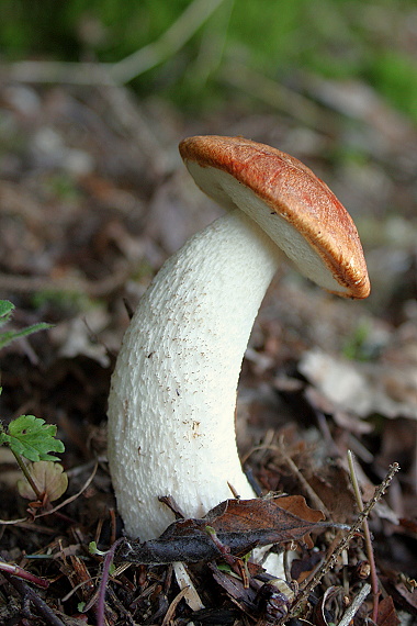 kozák osikový Leccinum albostipitatum den Bakker & Noordel.