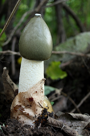 hadovka smradľavá Phallus impudicus L.