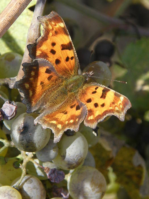 babôčka zubatokrídla Polygonia c-album  (L.)