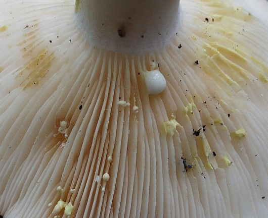 rýdzik rapavý ? Lactarius scrobiculatus (Scop.) Fr.