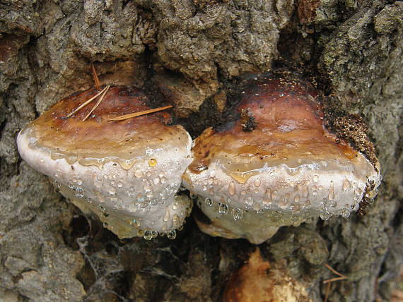 práchnovček pásikavý Fomitopsis pinicola (Sw.) P. Karst.