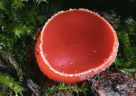 ohnivec šarlátový Sarcoscypha coccinea (Gray) Boud.