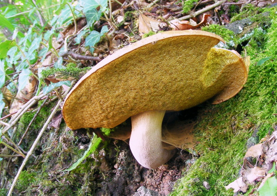 suchohríb plstnatý Xerocomus subtomentosus L.