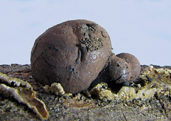 daldínia Daldinia sp.