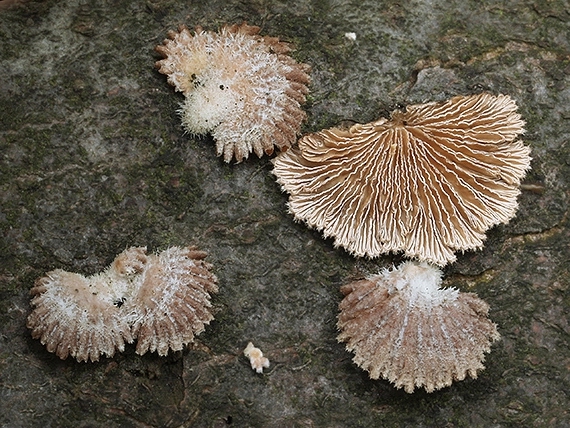 klanolupeňovka obyčajná Schizophyllum commune Fr.