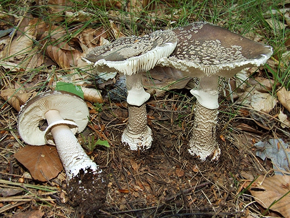 muchotrávka hrubá Amanita excelsa (Fr.) Bertill.