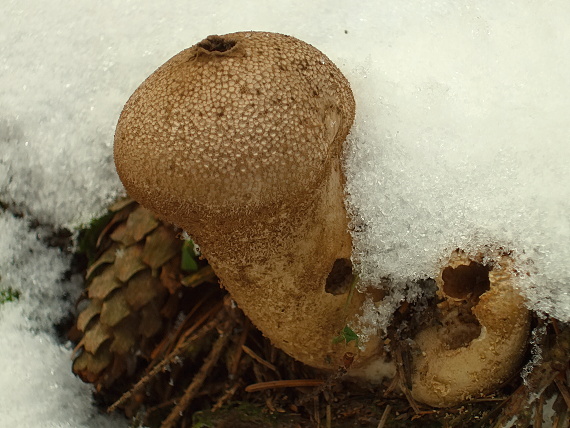 prášnica Lycoperdon sp.