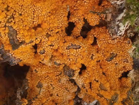 slizovka Myxomycetes